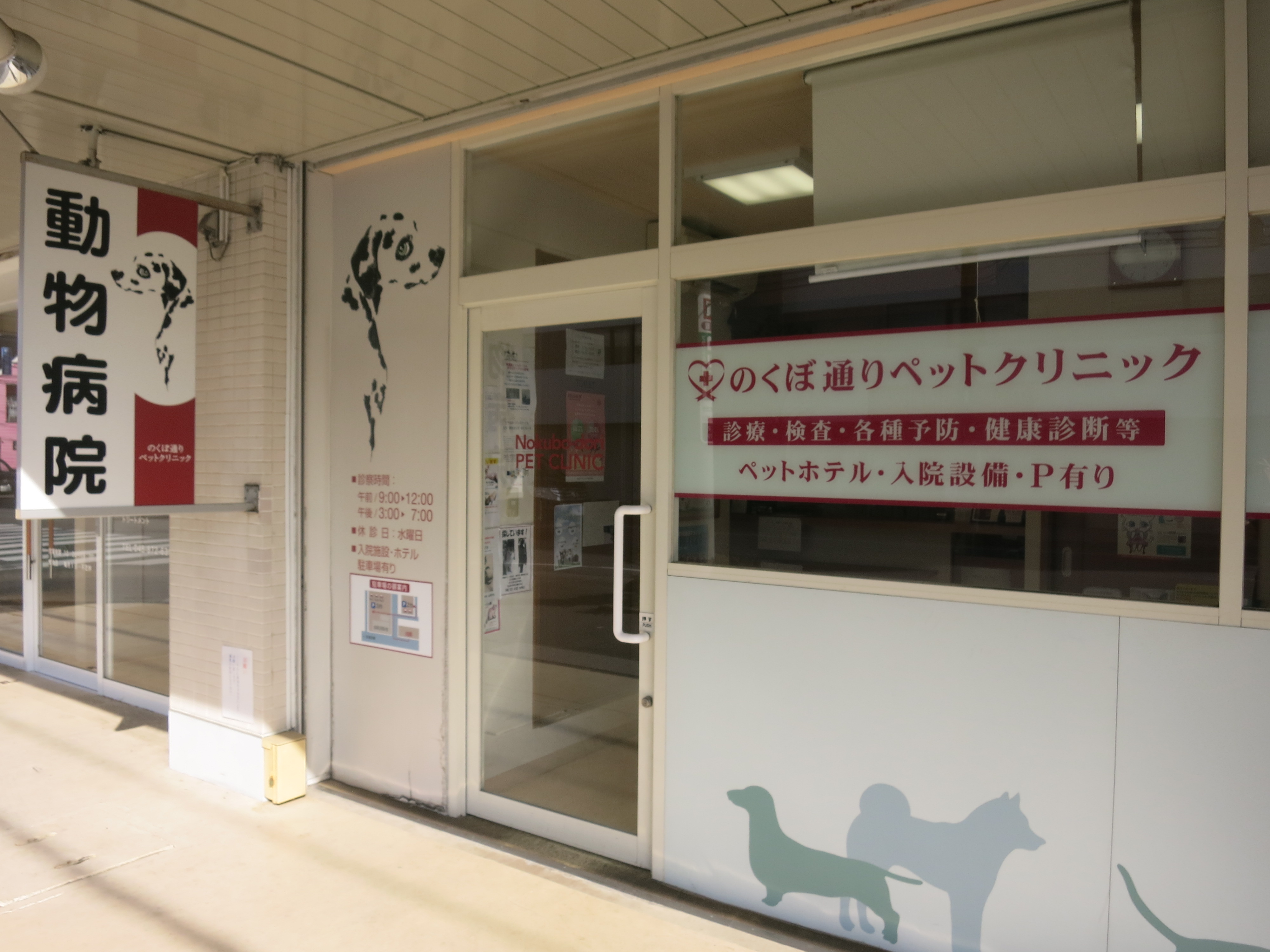 Cat on a bench in the park