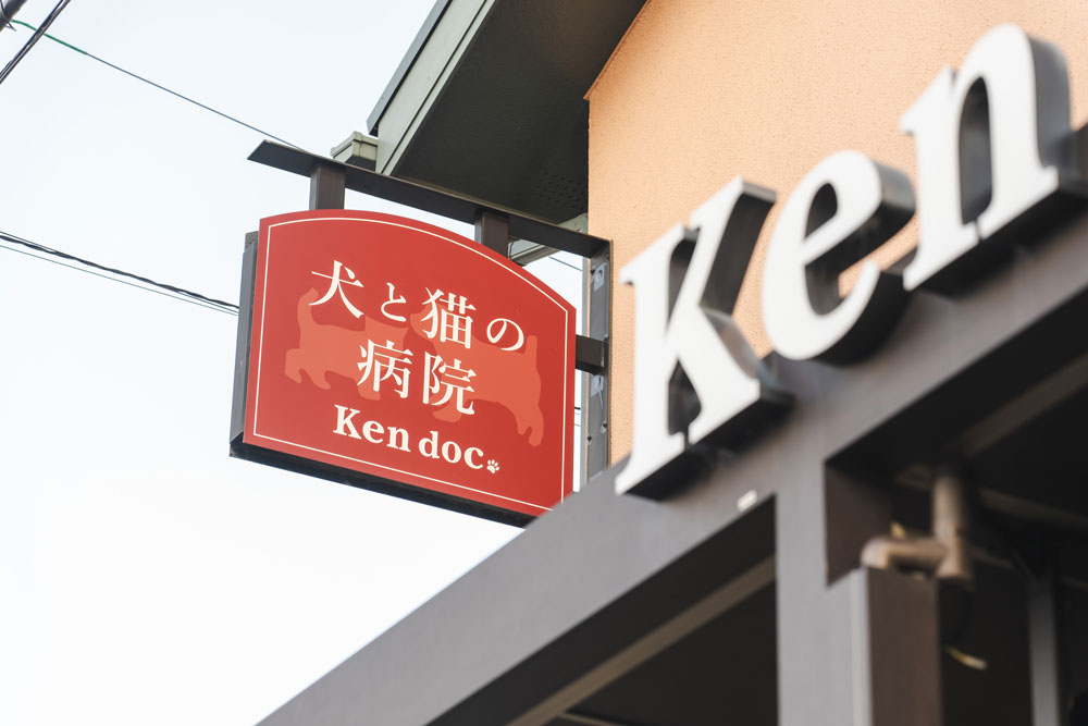Cat on a bench in the park
