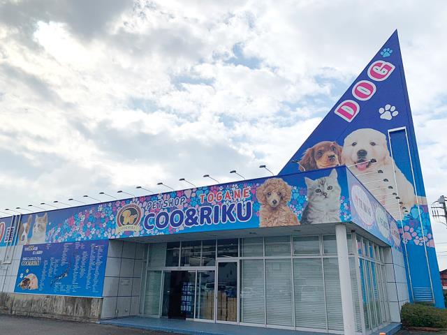 orange document icon